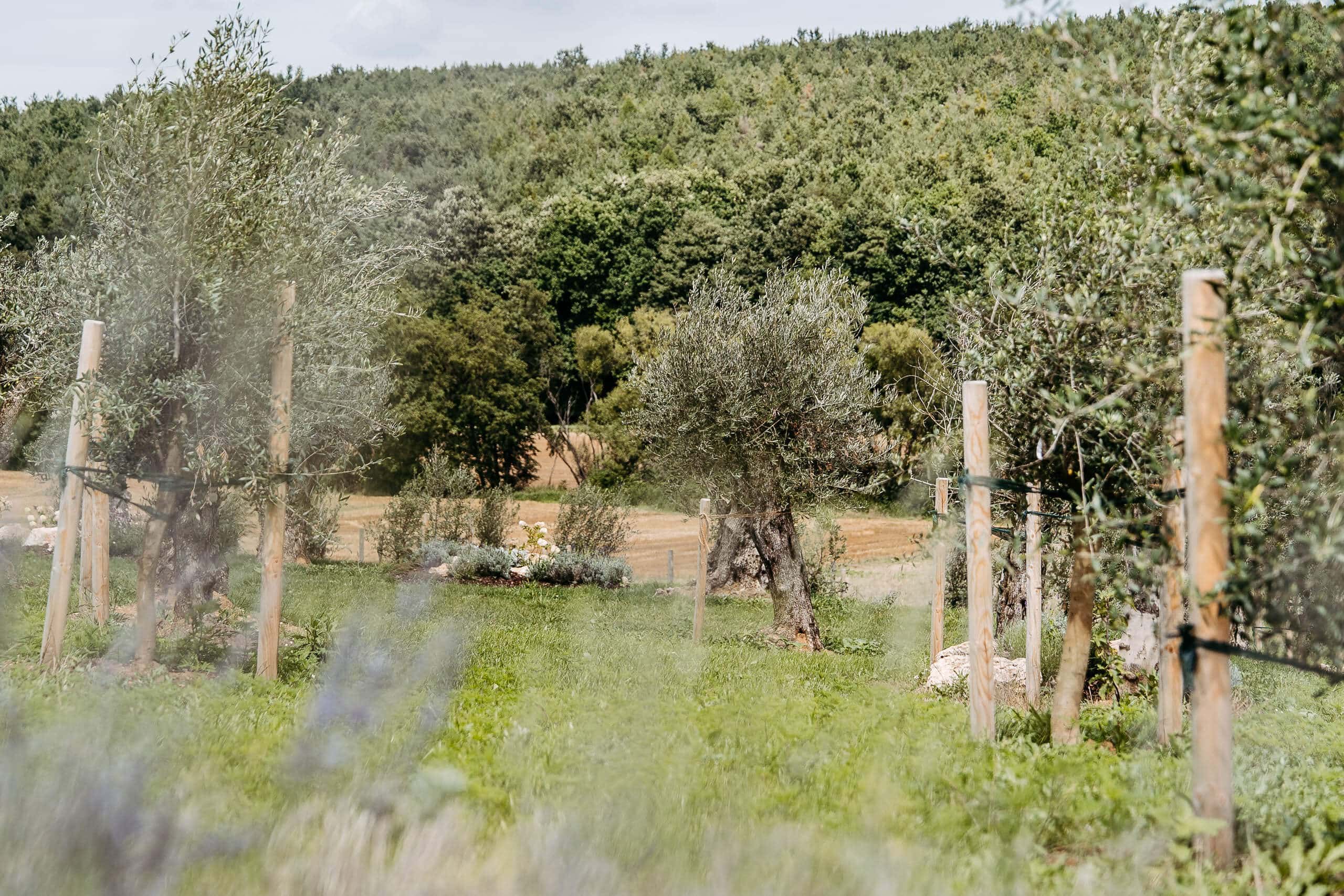 Grüne Olivenbaum-Allee, perfekte Hochzeitstraum-Location in malerischer Natur für unvergessliche Hochzeitsfeiern.
