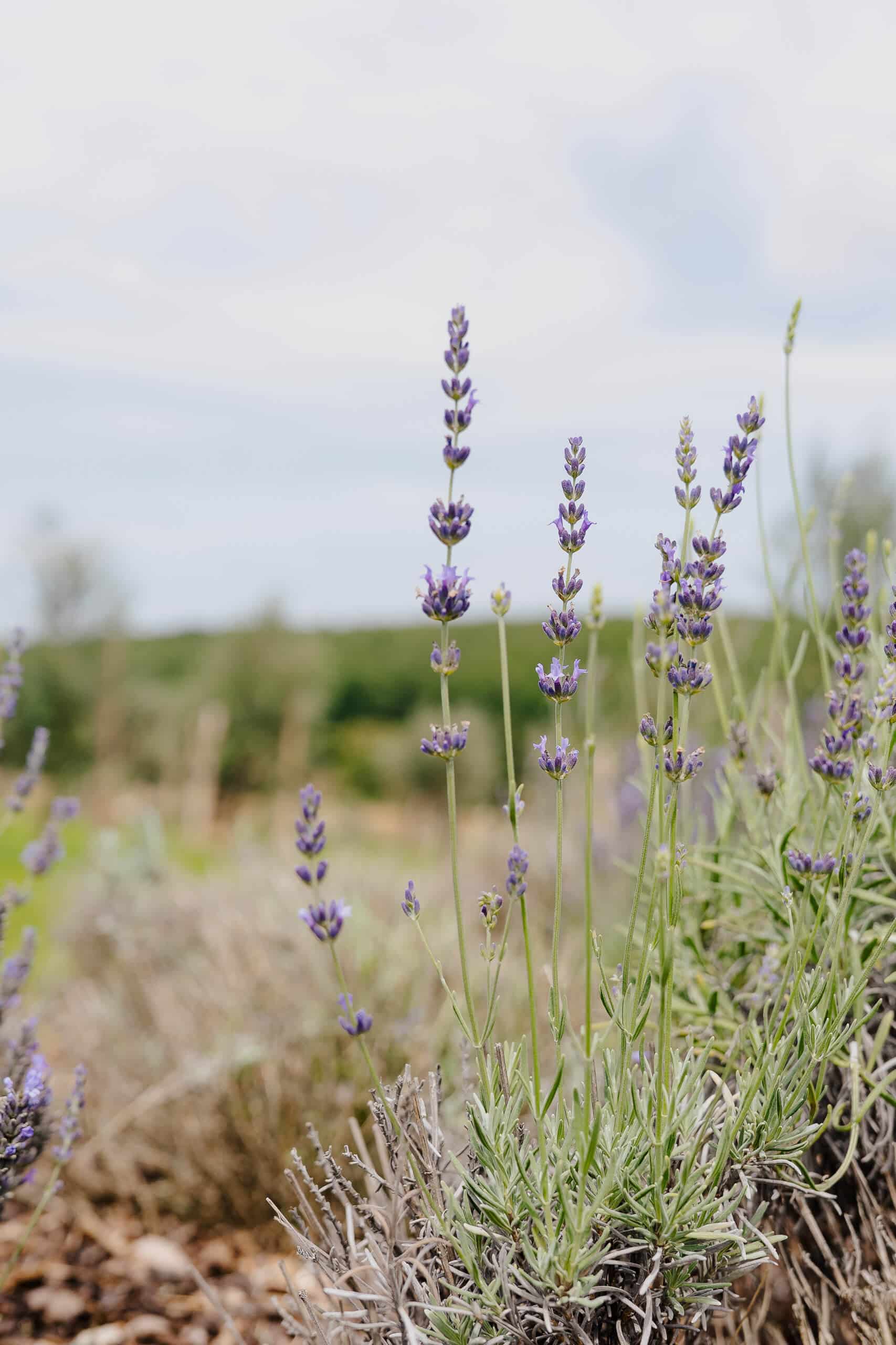 Lavendelblüten in idyllischer Natur, perfekte Kulisse für eine traumhafte Hochzeit, umgeben von ländlicher Ruhe.