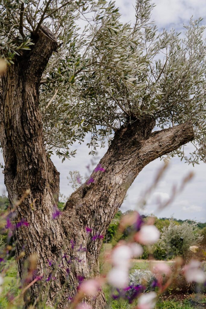 Alter Olivenbaum mit bunten Wildblumen im Vordergrund, idealer Hintergrund für eine romantische Hochzeitslocation im Freien.