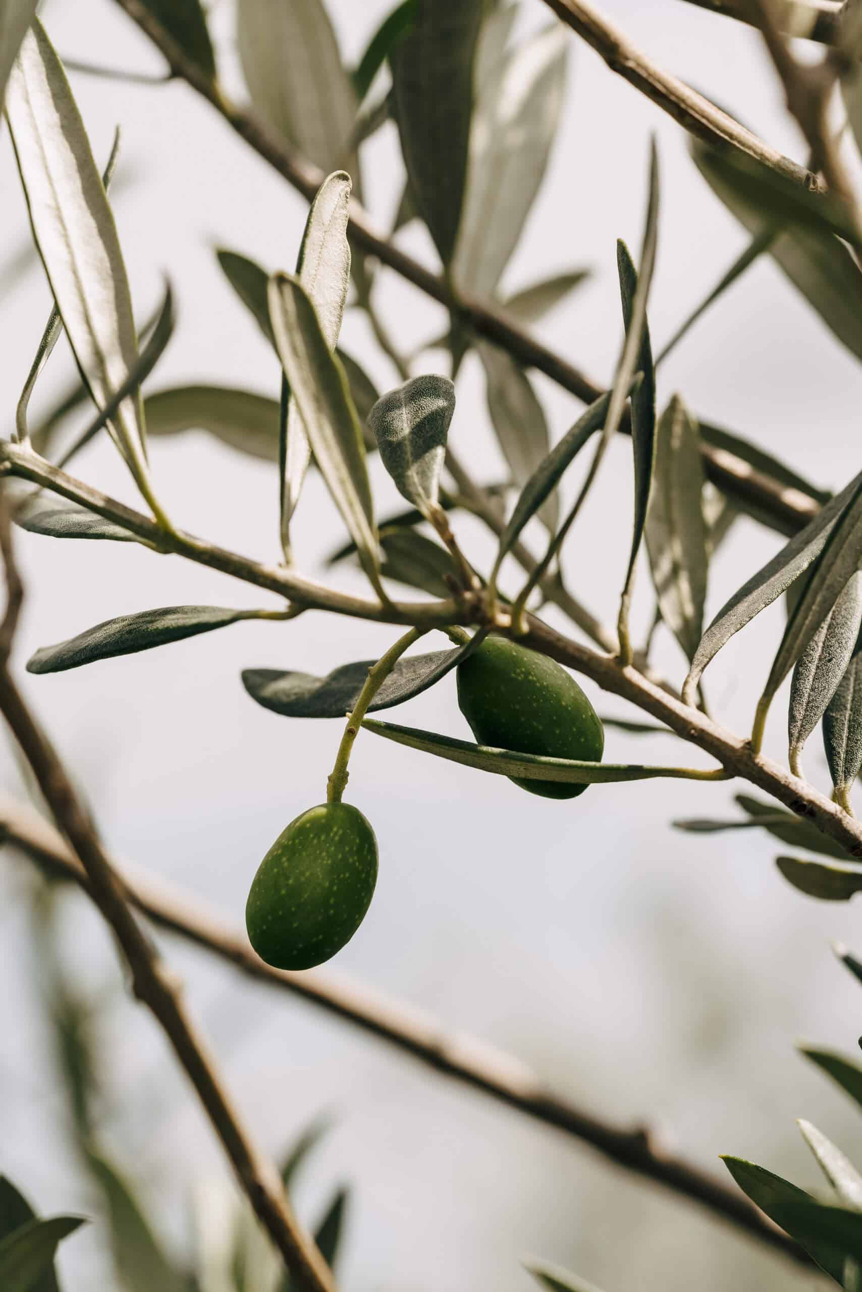 Olivenzweige im Sonnenlicht, perfekt für mediterrane Hochzeitsatmosphäre bei einer Traumhochzeitslocation.