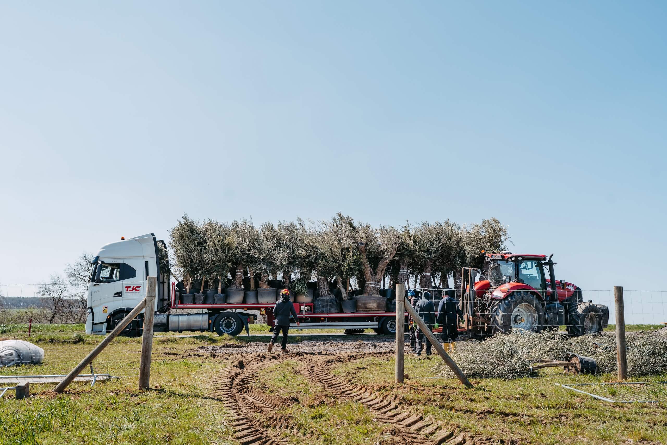 Bäume für Hochzeitsdekoration werden auf einem LKW an die Hochzeitslocation geliefert, um den Traumtag zu verschönern.