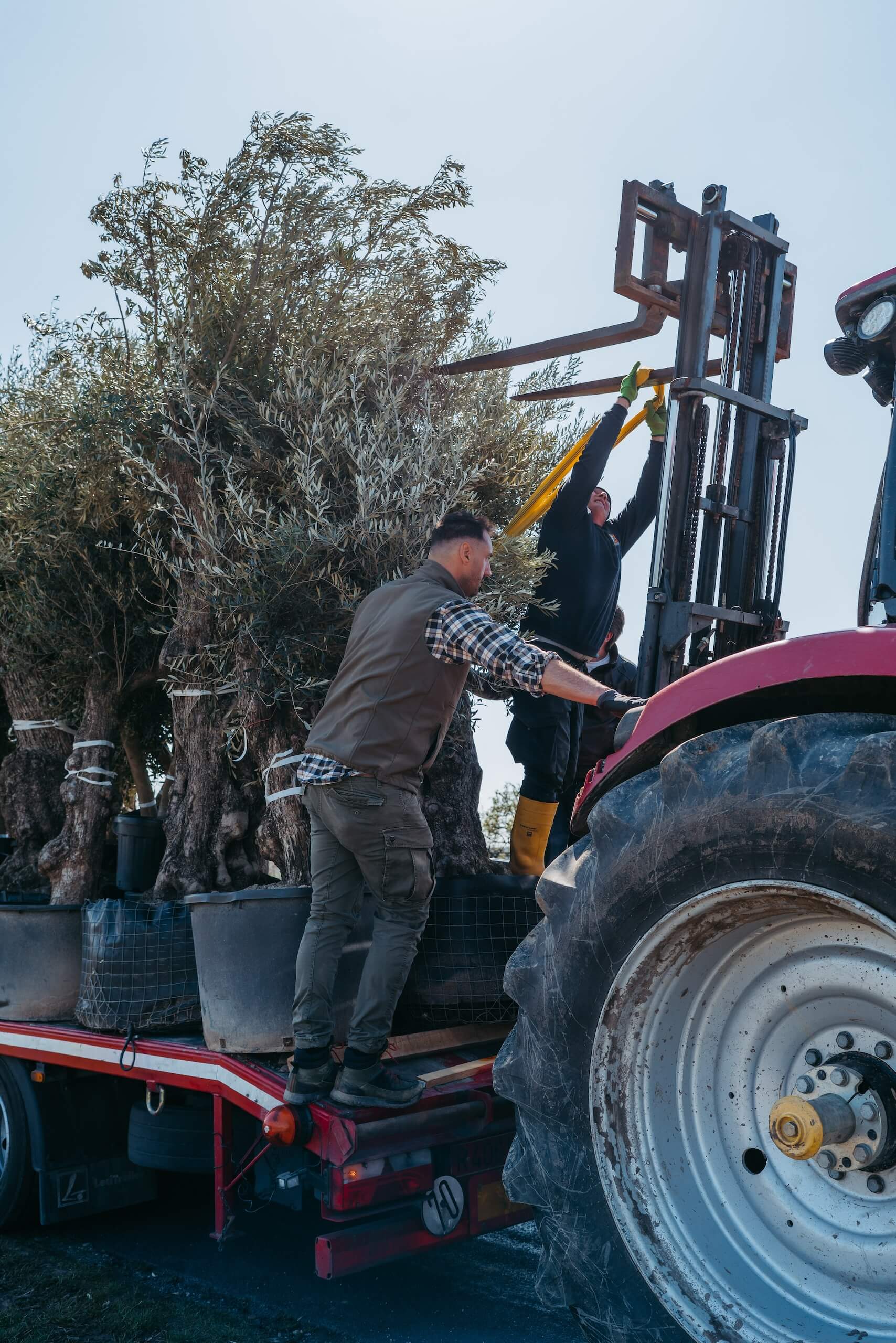 Ein Traktor entlädt Olivenbäume, um eine romantische Hochzeitslocation im Freien zu gestalten.