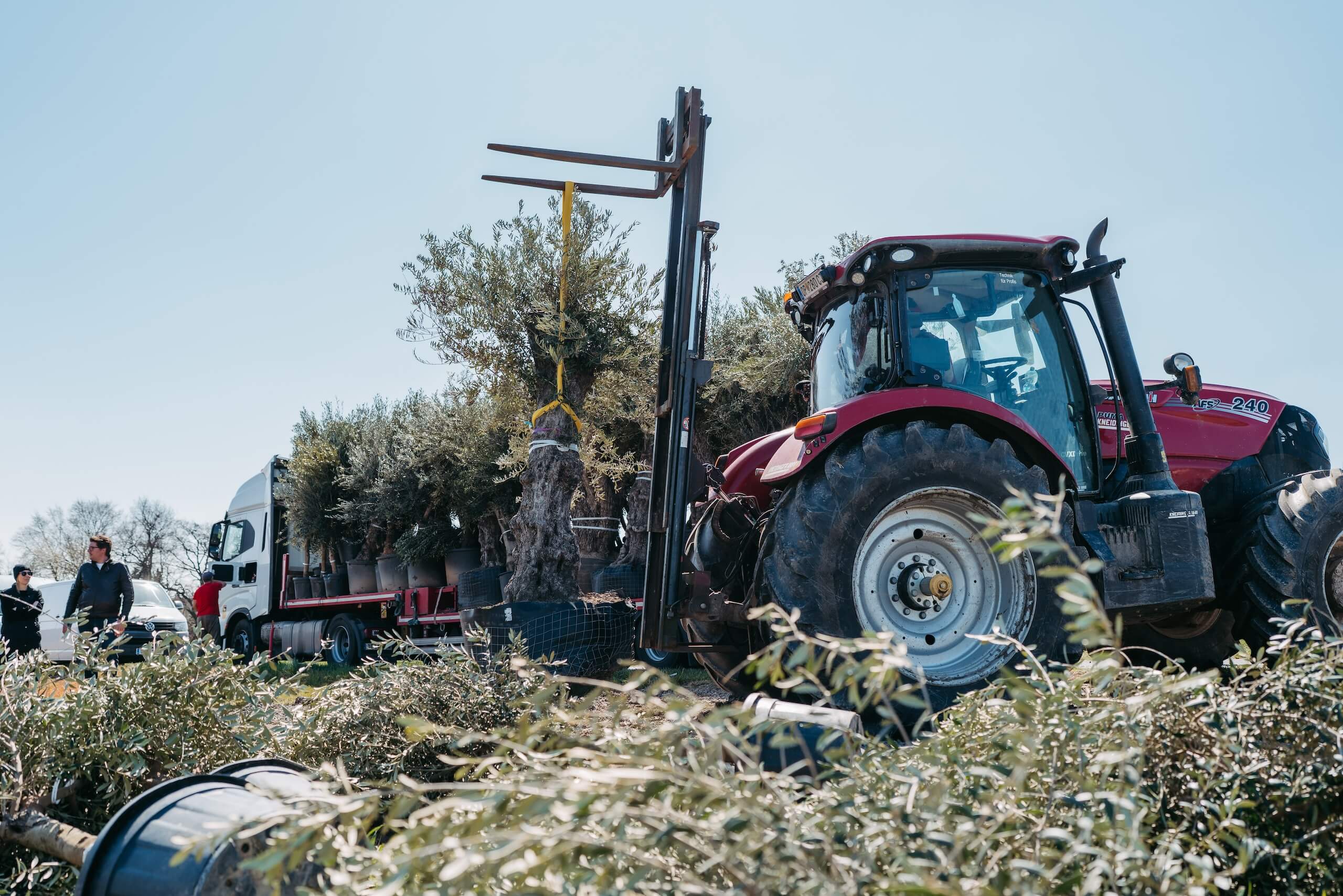 Traktor transportiert Bäume für eine Hochzeit, um die Traumlocation mit natürlichem Flair zu gestalten.