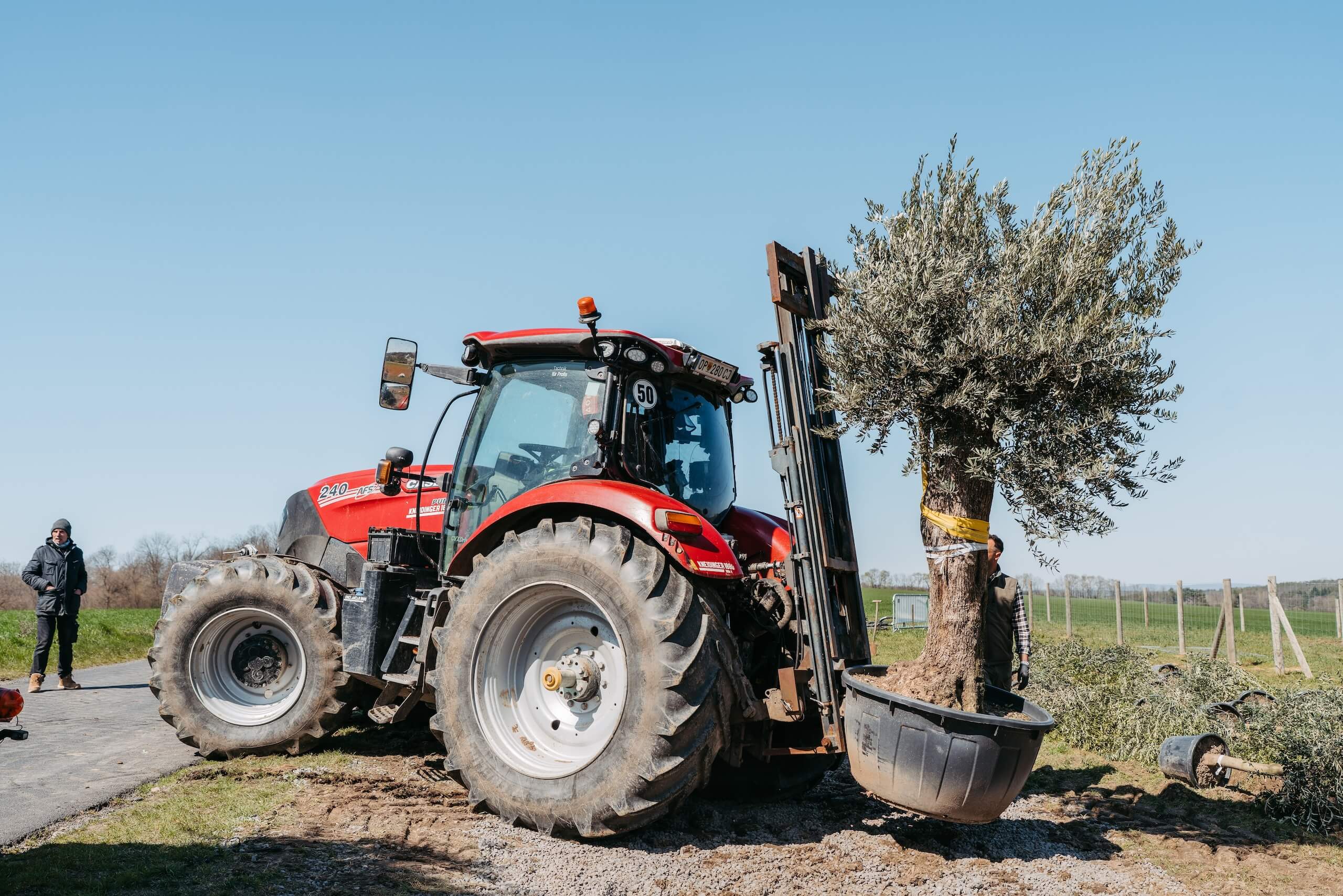 Traktor hebt Baum für Hochzeitslocation. Vorbereitung für eine traumhafte Hochzeit im Freien bei strahlendem Sonnenschein.