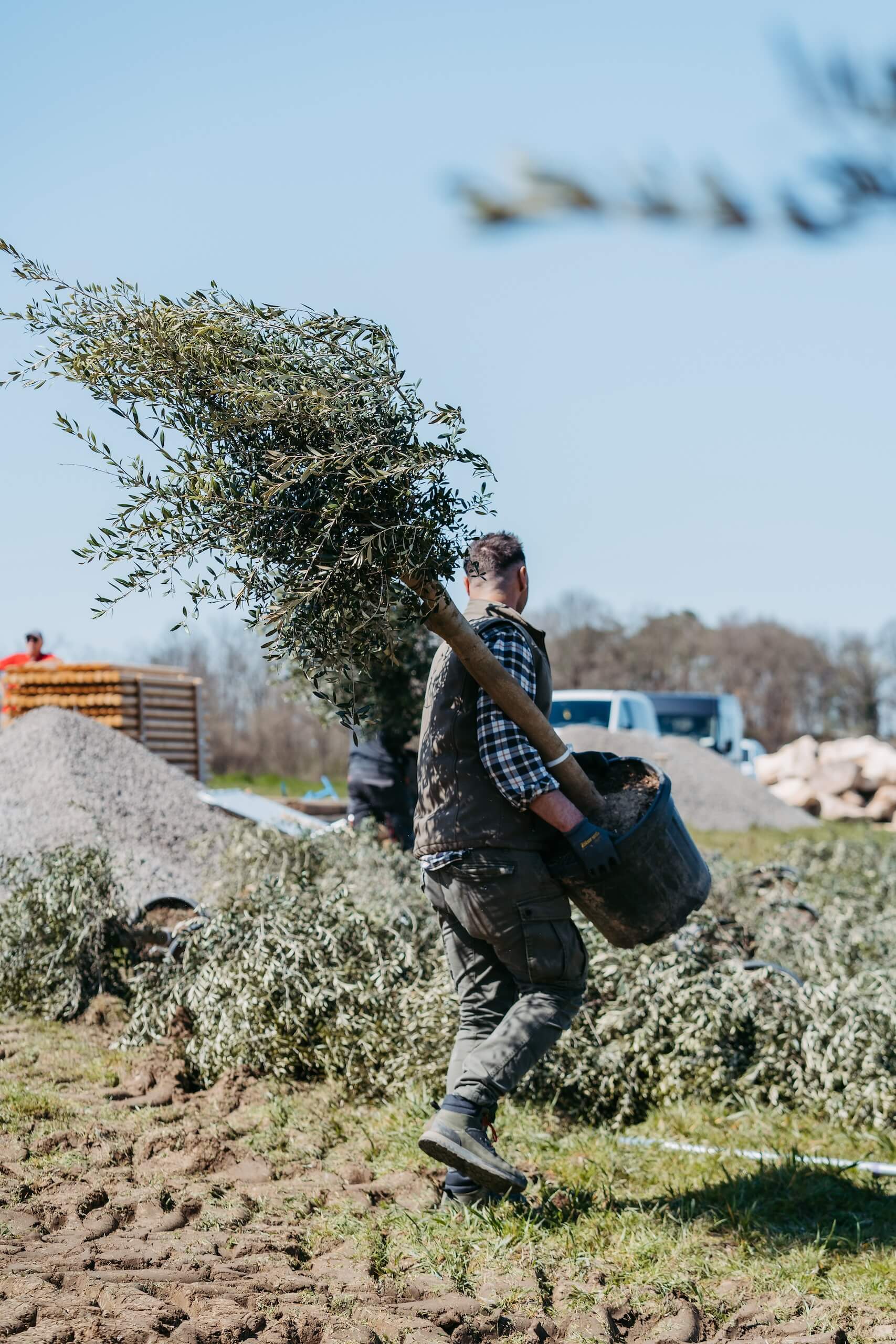Gärtner pflanzt Bäume für eine malerische Hochzeitslocation im Freien unter blauem Himmel.