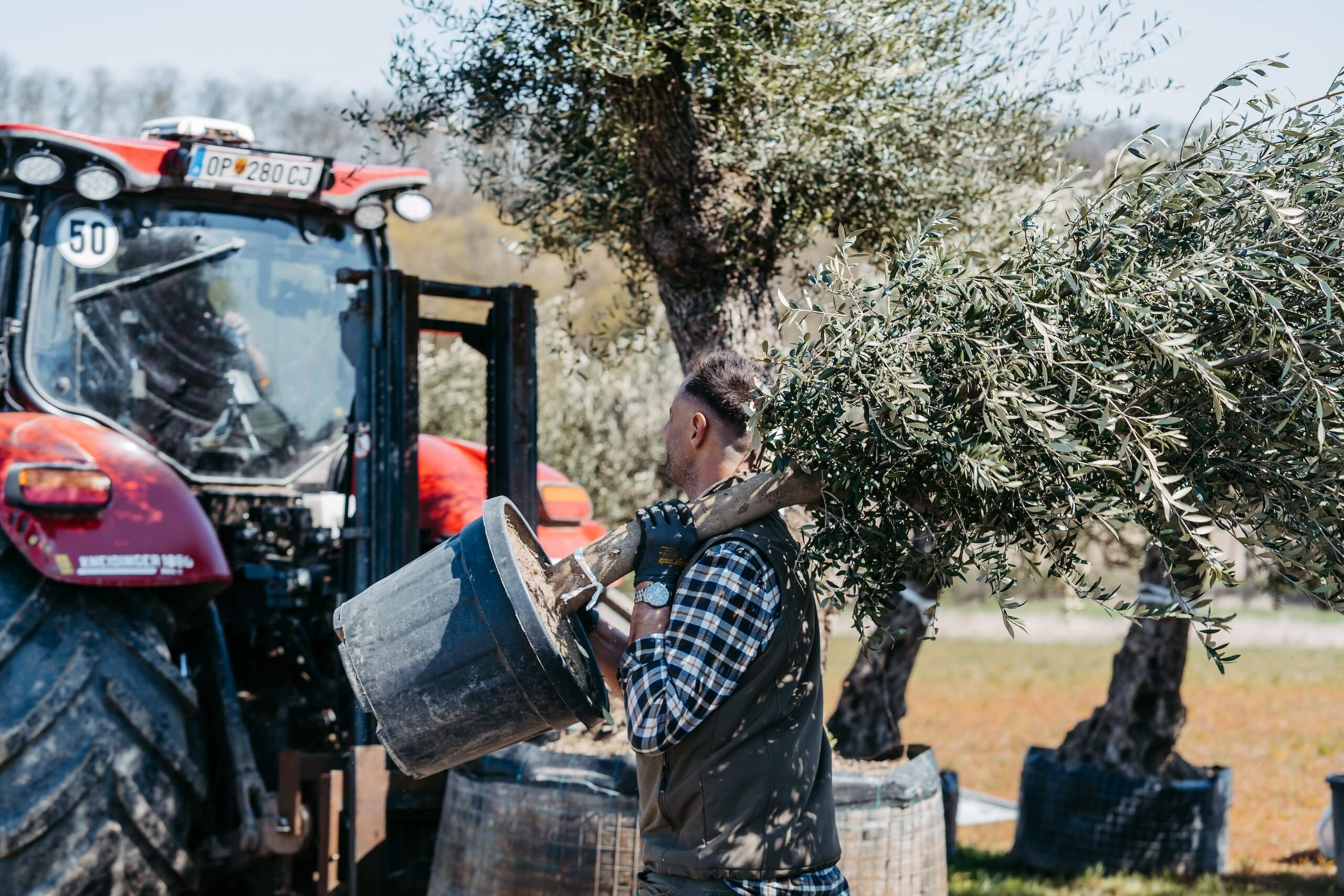 Mann transportiert Olivenbaum mit Traktor, idealer Hintergrund für eine rustikale Hochzeit im Freien.