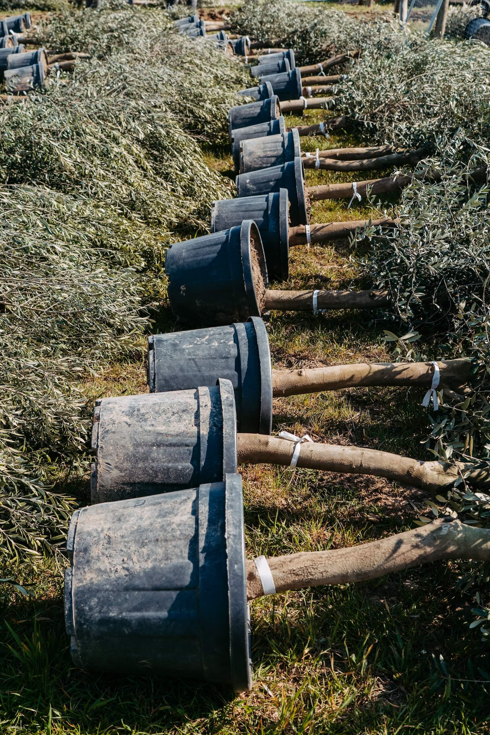 Olivenbäume in Töpfen, ideal für natürliche Dekorationen bei Hochzeiten im Freien, auf grüner Wiese arrangiert.