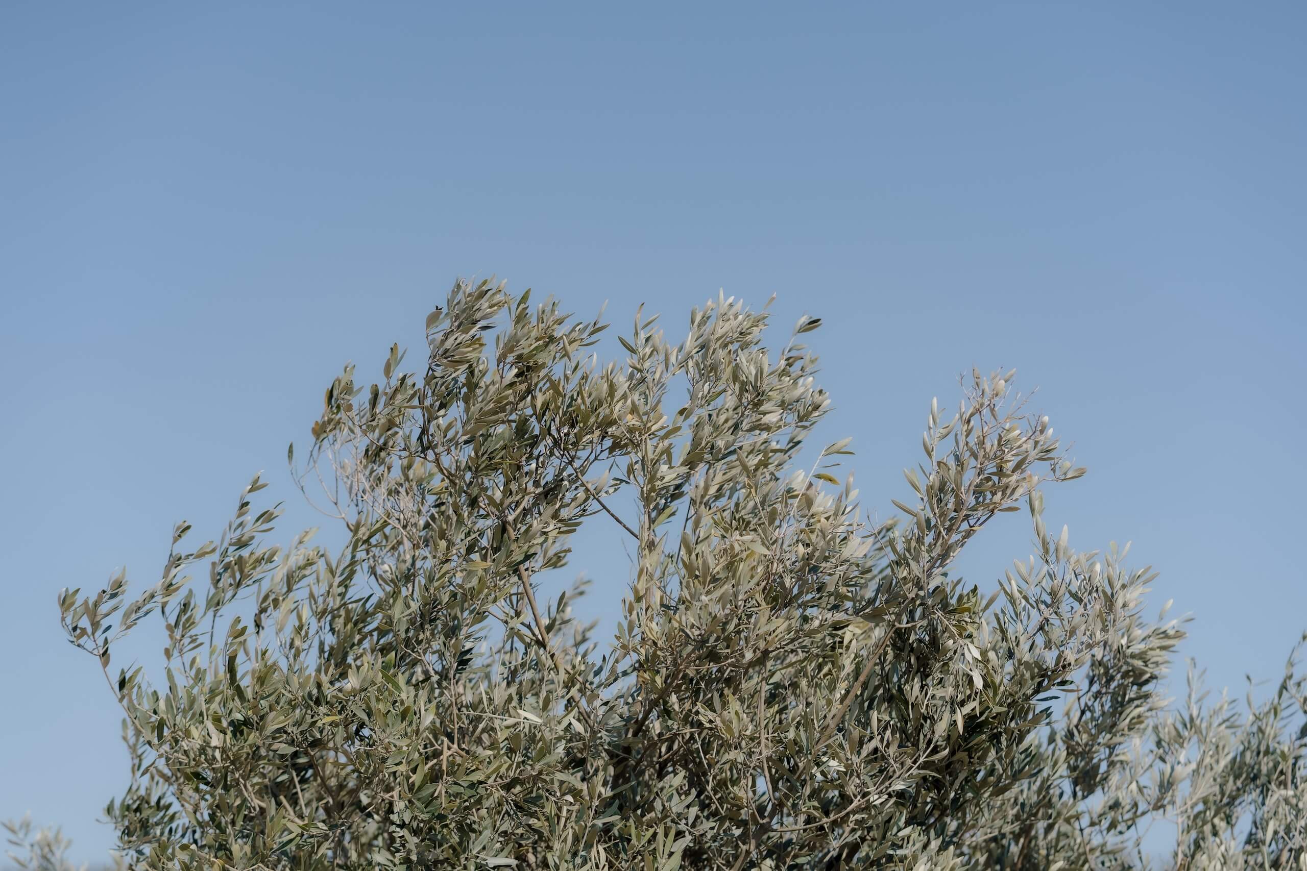 Olivenbaum im blauen Himmel, ideale natürliche Kulisse für eine romantische Hochzeitstraum-Location.