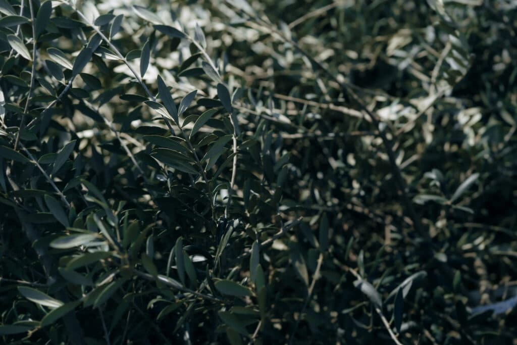 Dichtes Olivenlaub im Sonnenlicht, perfekte Kulisse für eine idyllische Hochzeit in intimer Gartenatmosphäre.