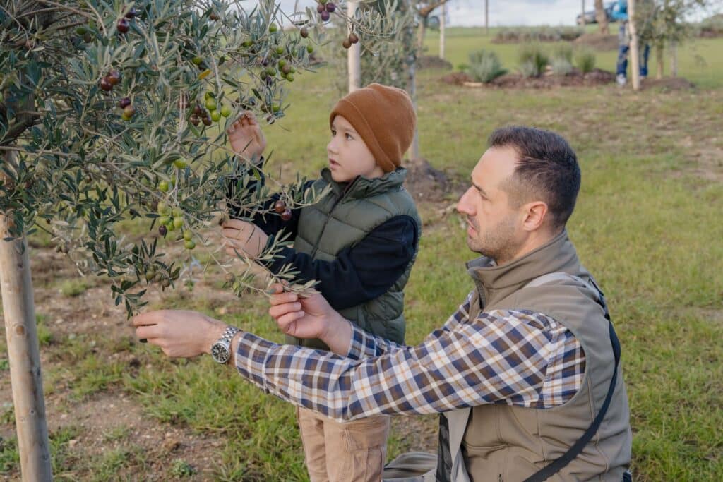 Mann und Kind ernten Oliven in malerischer Landschaft, idealer Ort für eine rustikale, naturverbundene Hochzeitsfeier.