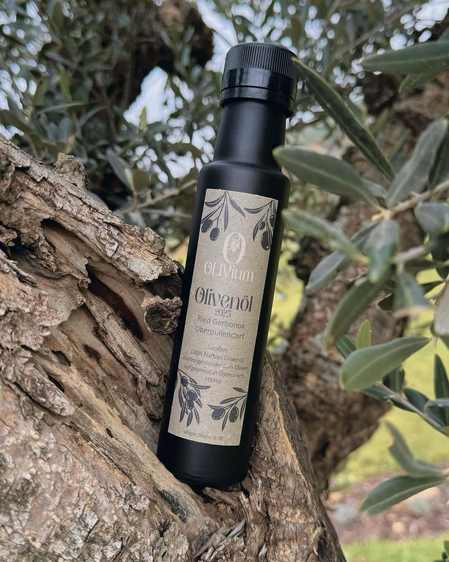 Olivenölflasche in einem Olivenbaum, ideal für mediterrane Hochzeitsgerichte und romantische Hochzeitslocations im Freien.