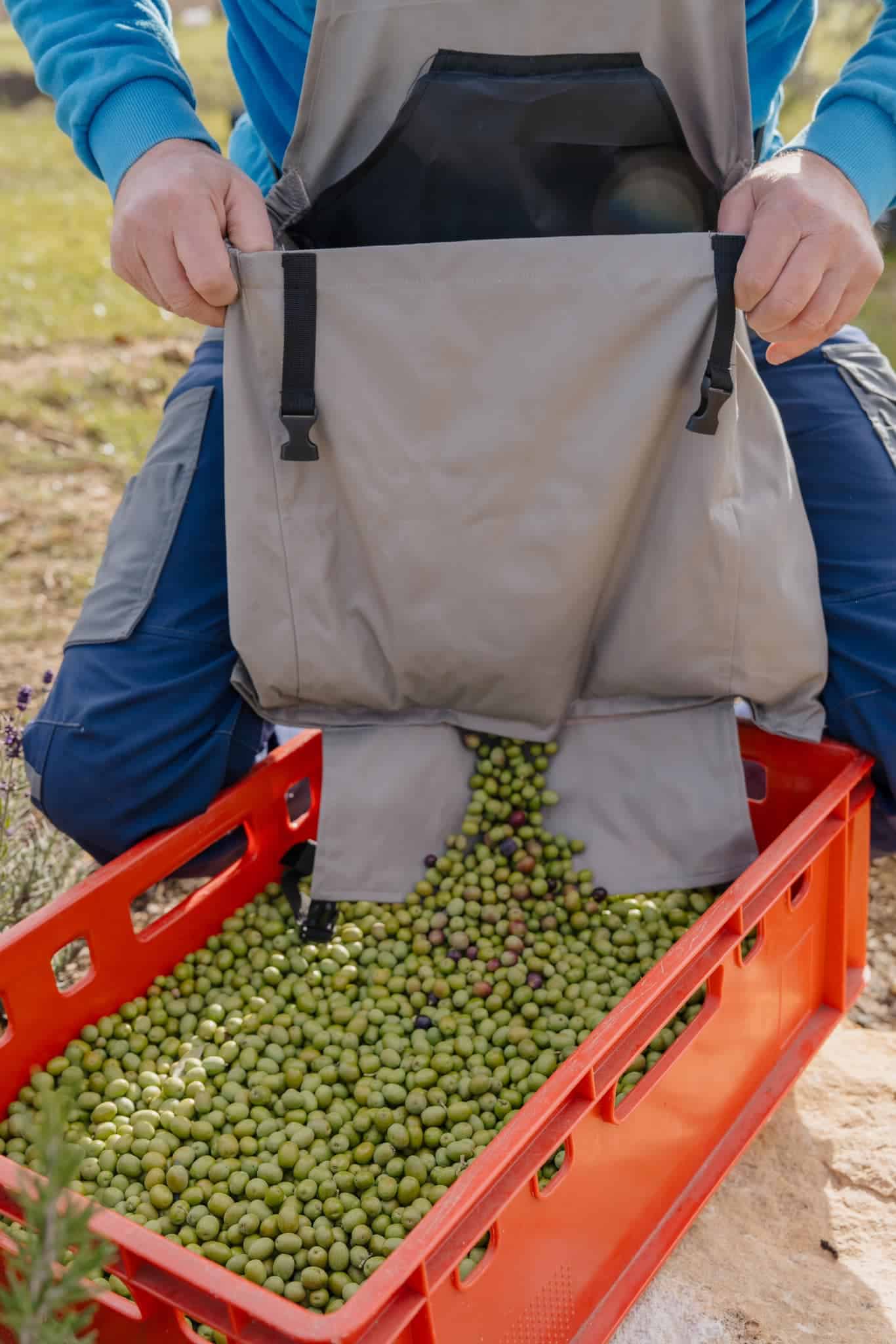Frisch geerntete Oliven werden in eine rote Kiste gefüllt, ideal für eine rustikale Hochzeitslocation im Freien.