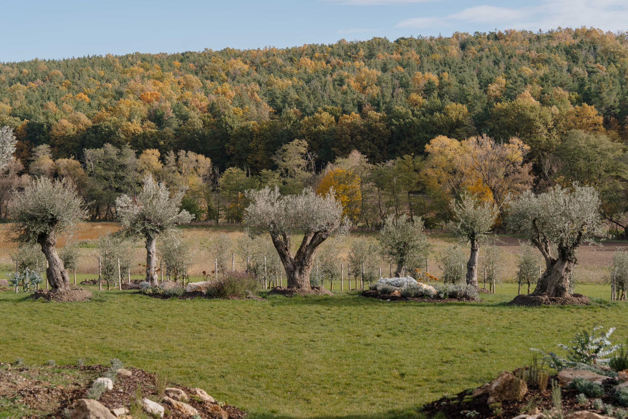 Idyllische Hochzeitslocation mit grüner Wiese, umgeben von alten Olivenbäumen und malerischem Herbstwald im Hintergrund.