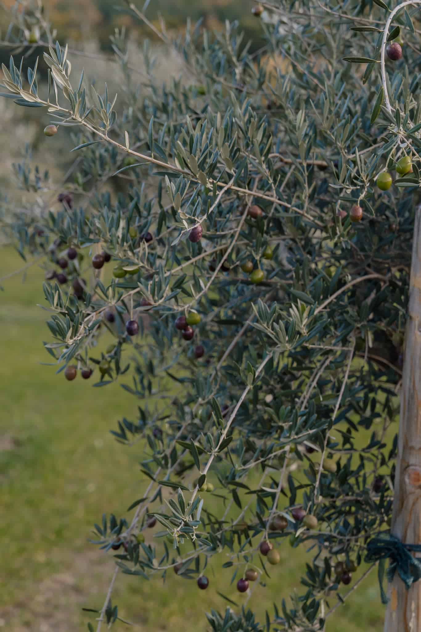 Olivenbaum für eine idyllische Hochzeitstraum-Location im Freien, perfekt für eine romantische und natürliche Hochzeitsfeier.