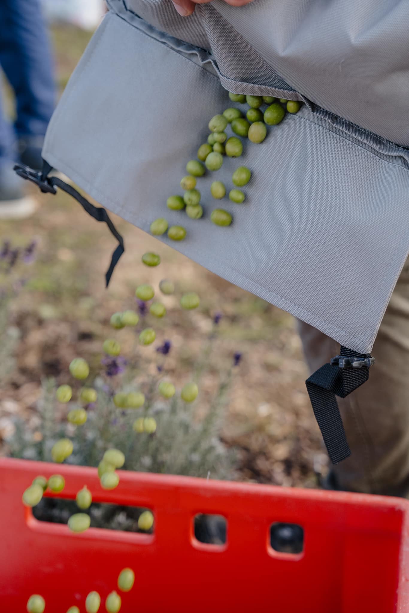 Person leert grüne Oliven in eine rote Kiste, ideal für rustikale Hochzeitsfeiern auf dem Land oder in einem Weinanbaugebiet.