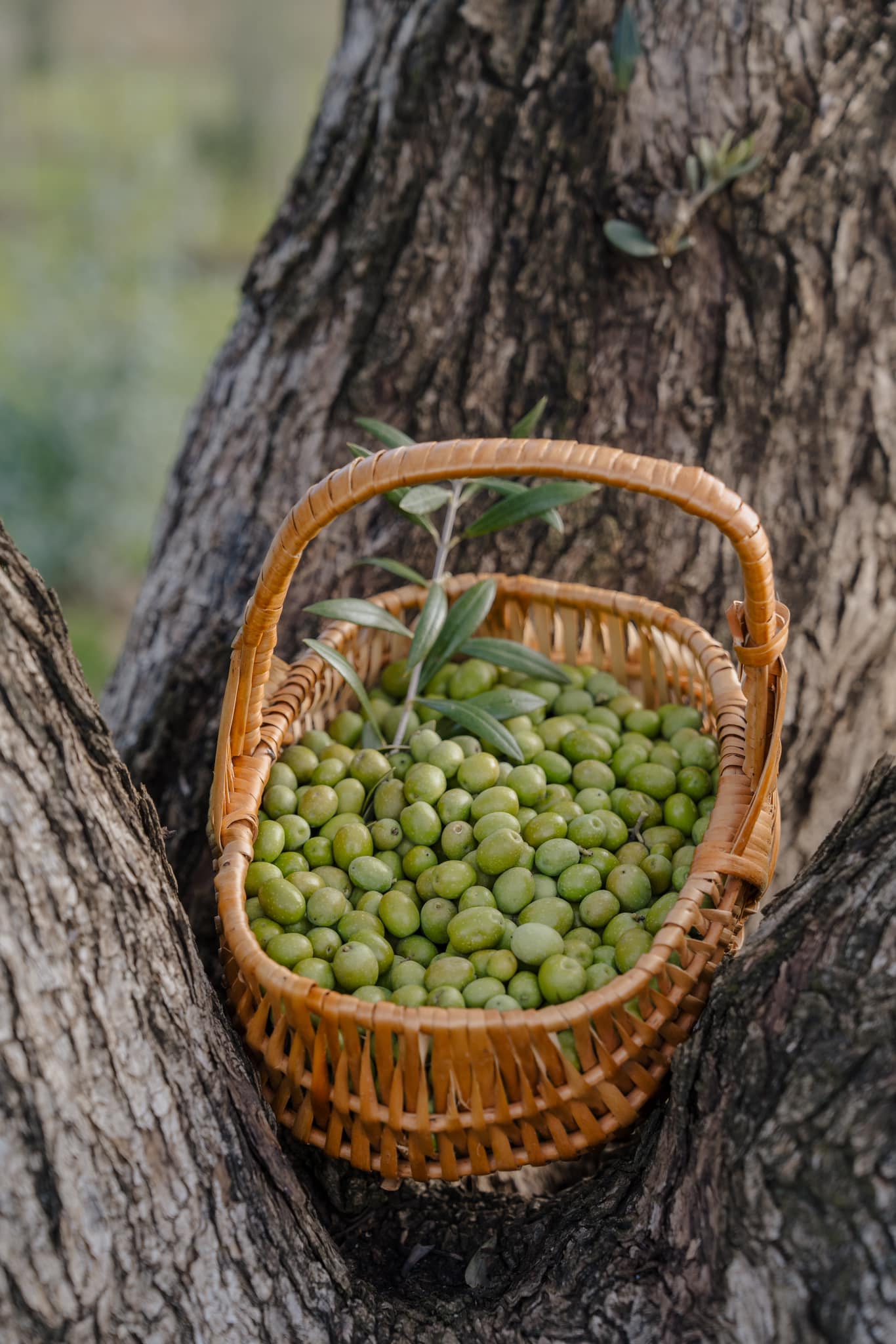 Korb mit grünen Oliven im Baum, idyllische Dekoration für eine rustikale Hochzeitslocation im Freien.