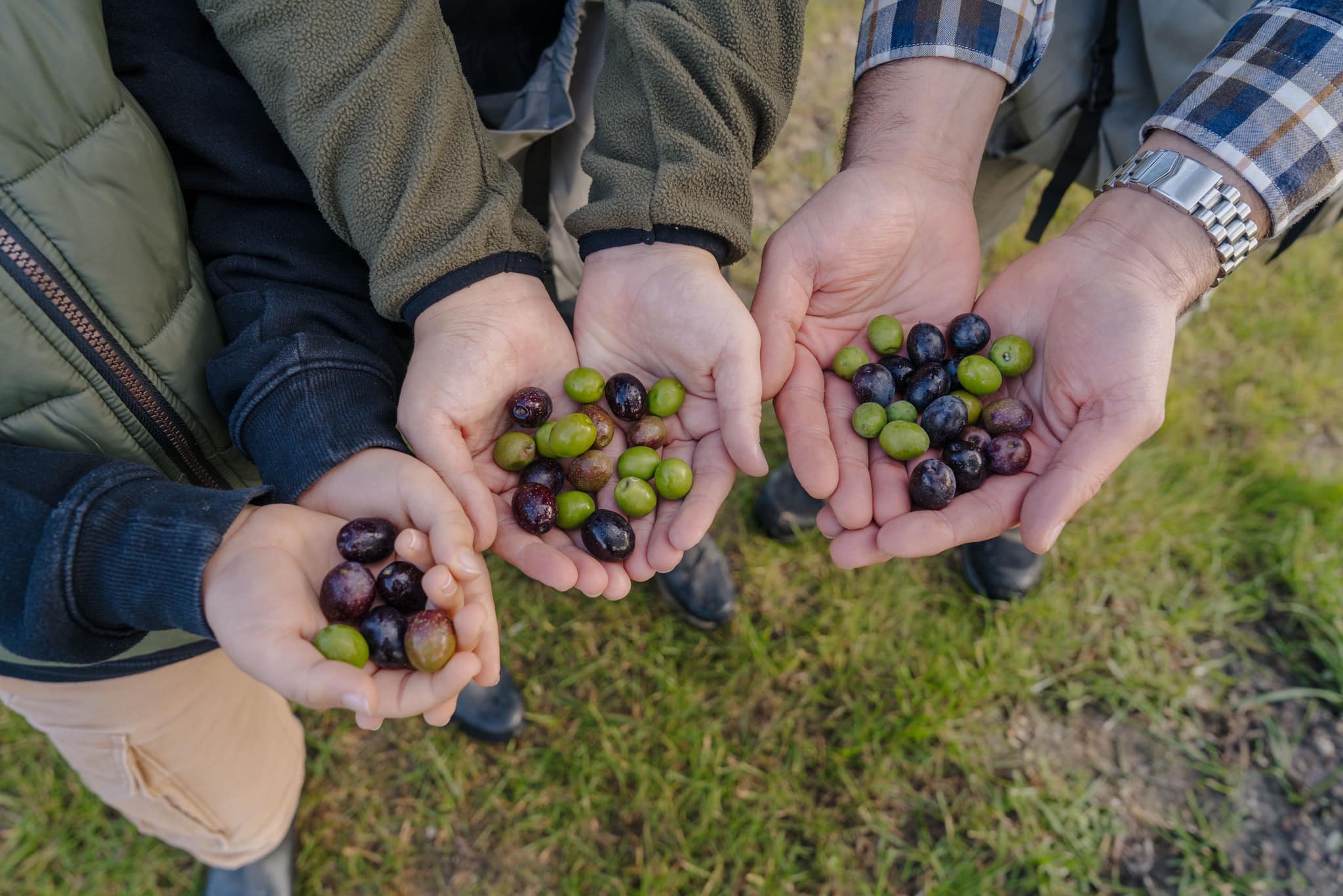 Personen halten frische Oliven in den Händen, ideal für eine rustikale Hochzeitslocation im Freien.