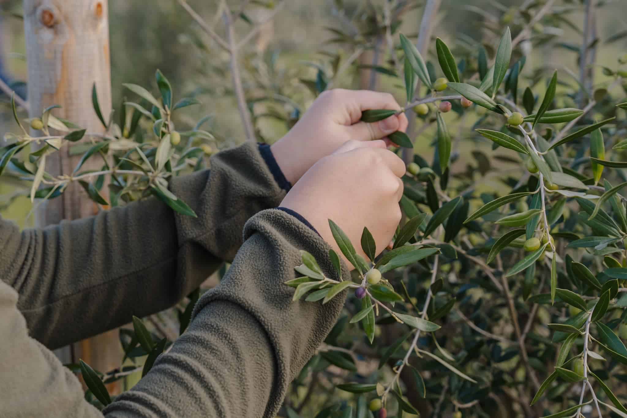Person erntet grüne Oliven im mediterranen Garten einer idyllischen Hochzeitslocation, perfektes Ambiente für Traumhochzeiten.