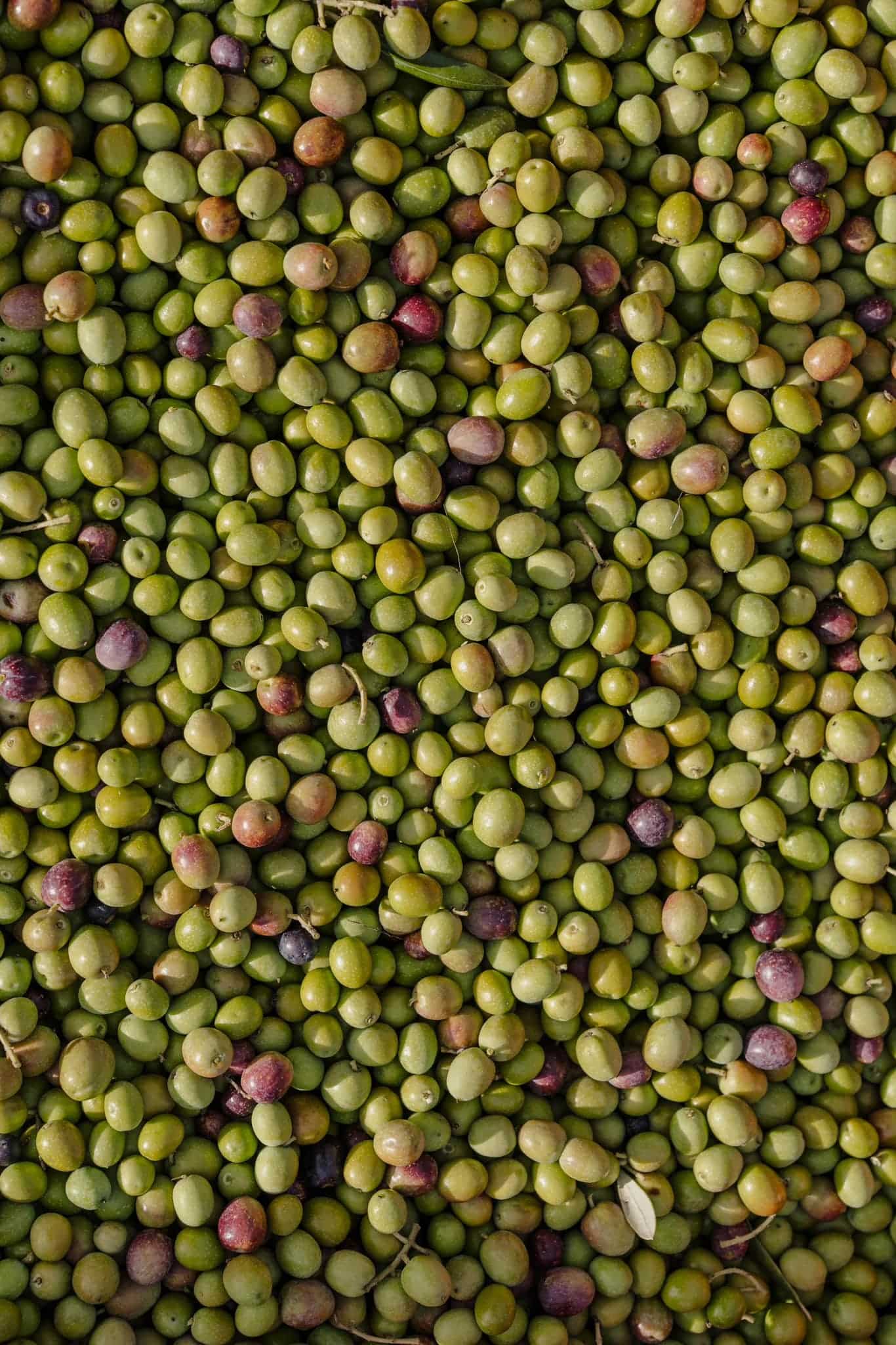 Frische grüne Oliven, ideal für ein mediterranes Hochzeitsbuffet, passend zur Traumhochzeitslocation.